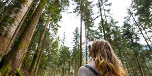 Looking in the sky in the forest